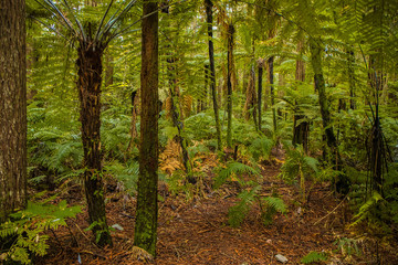 Fototapeta premium red wood forest landscape