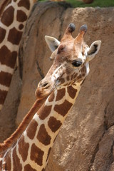 Obraz premium Giraffe Hello