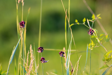 Purple Wildflowers