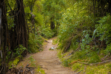 red wood forest landscape