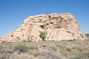 Fototapeta na wymiar Joshua Tree Desert Landscape