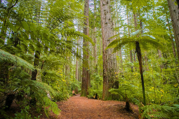 red wood forest landscape
