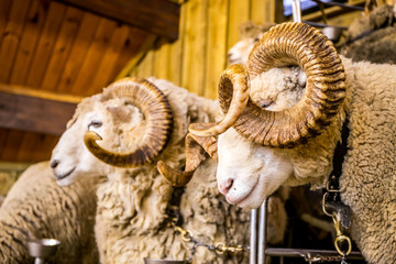 sheep exhibition and sheep show in new zealand, merino and other breeds