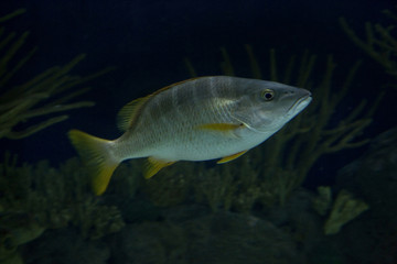 Schoolmaster snapper (Lutjanus apodus).