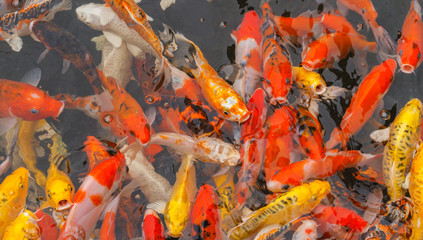 Colorful koi carp fish swimming in the pond.