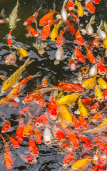 Colorful koi carp fish swimming in the pond.