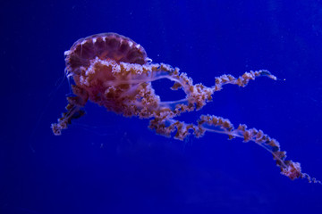  Purple-striped jelly (Chrysaora colorata, formerly Pelagia colorata).