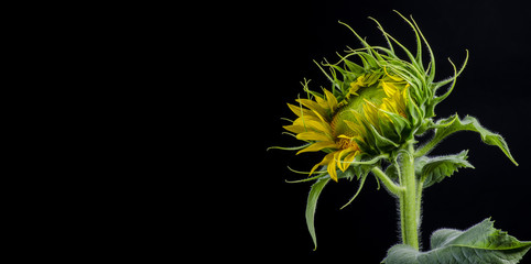 Isolated sunflower core close up over a black background, macro new born sunflower bloom