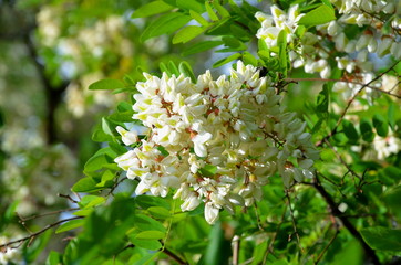Fototapeta premium Flowering of white acacia on a spring sunny day.