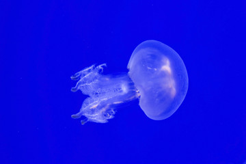 Barrel jellyfish, dustbin-lid jellyfish, frilly-mouthed jellyfish (Rhizostoma pulmo).