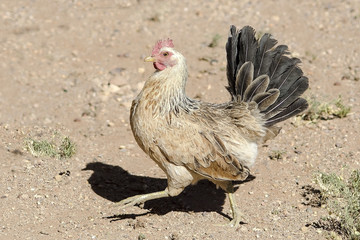 hen