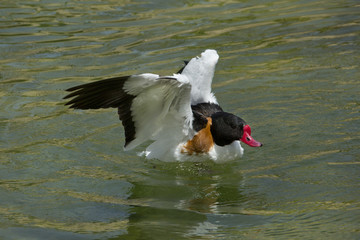 Common shelduck (Tadorna tadorna).