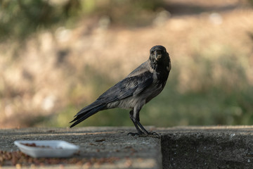 A crow looking