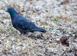 Pigeon