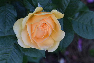 Rosa de Melocotón 01