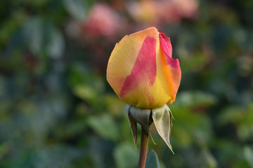Love and Peace Rosebud 01