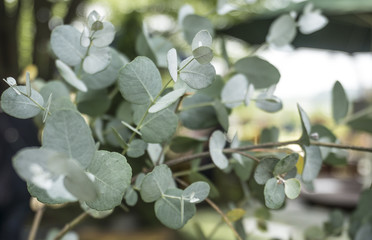 Green eucalyptus branch(herb)