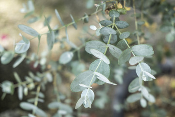Green eucalyptus branch(herb)