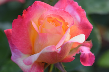 Love and Peace Rose