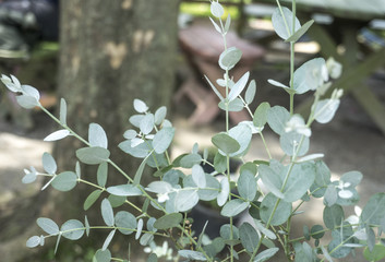 Green eucalyptus branch(herb) © bong