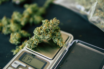 Macro shot of cannabis flowers with trichomes on a scales with weed cannabis bud