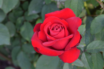 Opening Night Red Rose 03
