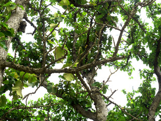 Fototapeta premium The forest tree