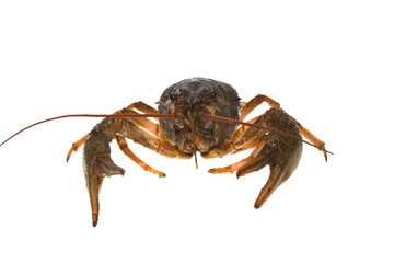 crayfish isolated on white background