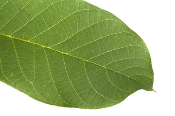 green leaf isolated on white background