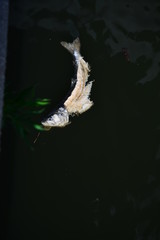 Discarded cleaned fish floating on the water's surface 