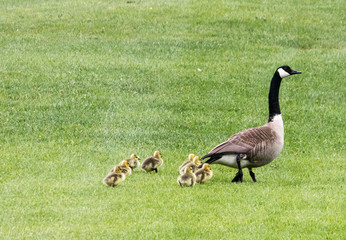 Mamma Goose and Goslings
