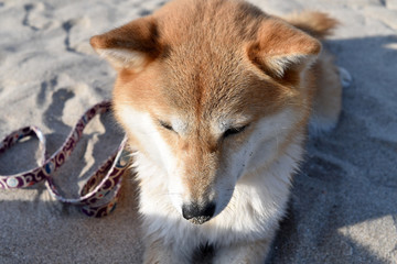 柴犬・砂浜・鼻に砂