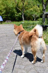 柴犬・サービスエリア