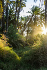 sunrise through a dense oasis filled with grassy brush and palm tree forest