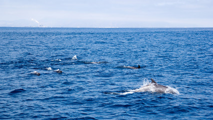 Fototapeta premium Playful dolphins swimming in open ocean waters near Ventura coast, Southern California