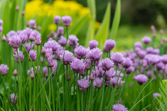 浅葱 Images Browse 287 Stock Photos Vectors And Video Adobe Stock