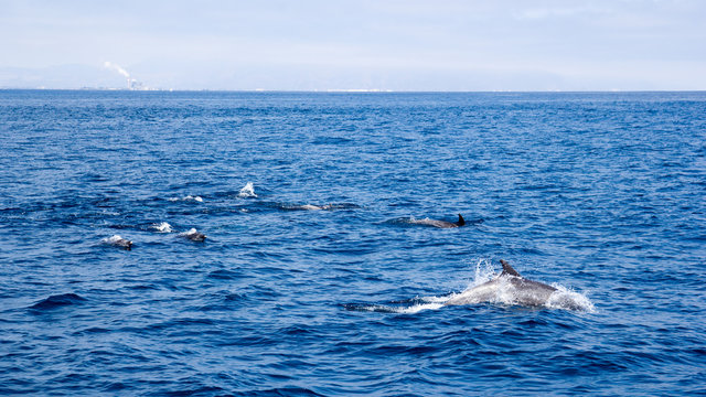 Playful dolphins swimming in open ocean waters near Ventura coast, Southern California