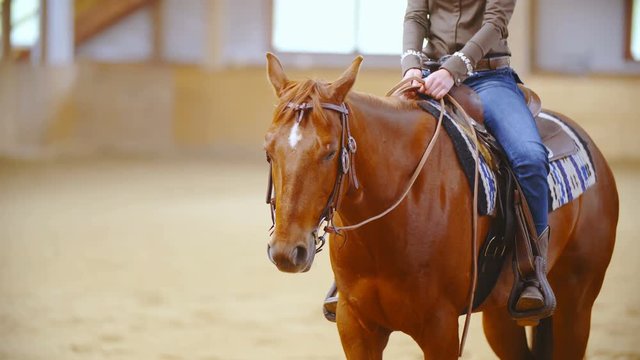 Western horse with rider in saddle both waiting still 4K. Medium shot of brown horse in focus looking towards the camera with unknown rider in saddle and riding arena in the background out of focus.