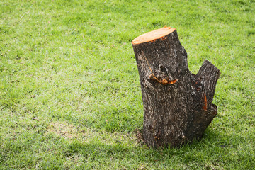Obraz premium tree cut nature is destroyed.