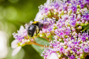 close up of a bumblebee on flower