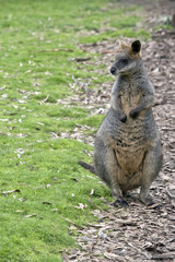 swamp wallaby