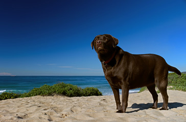 Chocolate labrador standing at attention on shelly beach On the central Coast of New South wales