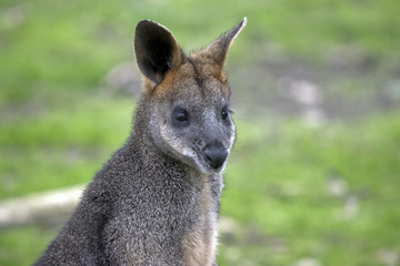swamp wallaby