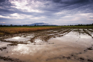agricultural area is prepared for paddy growing rice