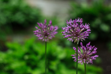 flowering ornamental onions in the early summer