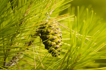 close up of a green pine cone
