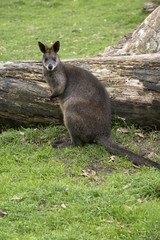 Naklejka premium swamp wallaby
