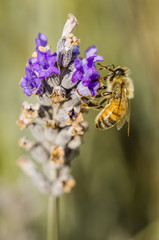 close up of a bee on a flower