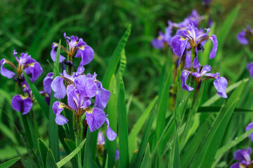 flowering irises on the flower bed in early summer