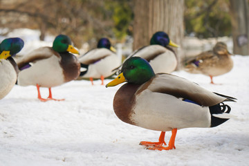 The ducks came out to warm the body after the heavy snow this night.